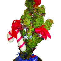 SAM - Christmas Tree Jar