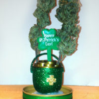 St. Patrick's Day - Smokeable Arrangements